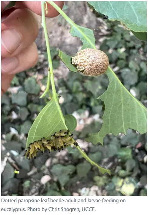Dotted paropsine leaf beetle (Chris Shogren)